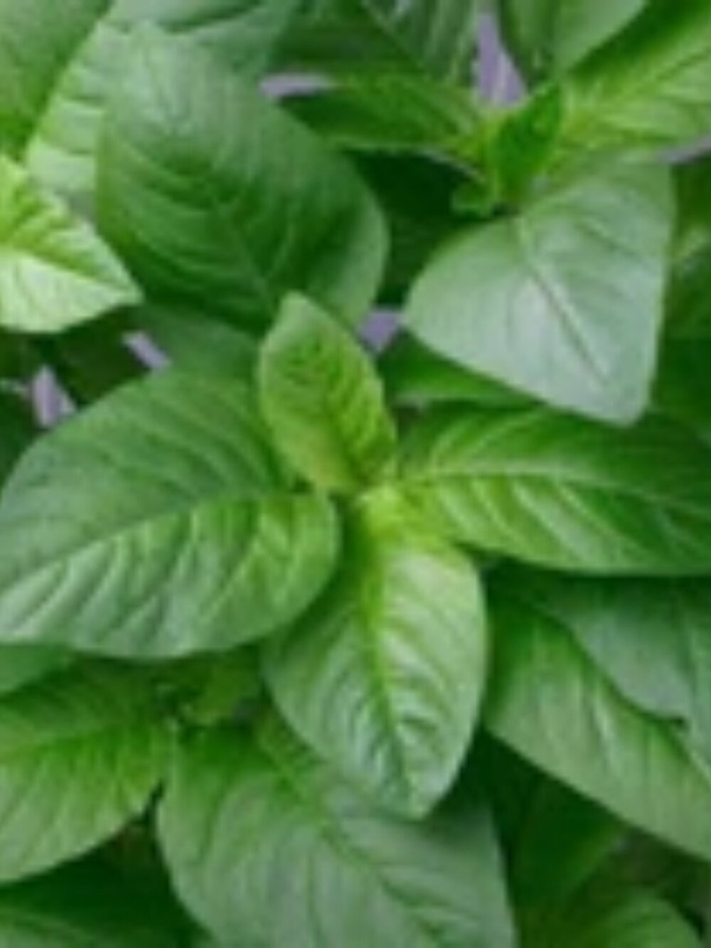 Jamaican Callaloo Seeds – Amaranth – Black Seeds
